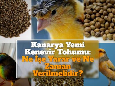 Kanarya Yemi Kenevir Tohumu: Ne İşe Yarar ve Ne Zaman Verilmelidir?