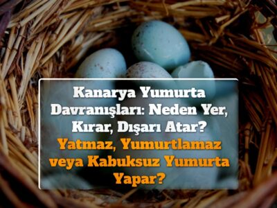 Kanarya Yumurta Davranışları: Neden Yer, Kırar, Dışarı Atar? Yatmaz, Yumurtlamaz veya Kabuksuz Yumurta Yapar?