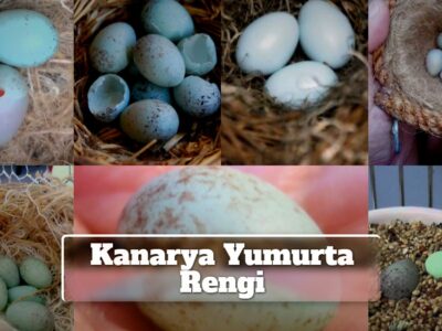 Kanarya Yumurta Rengi