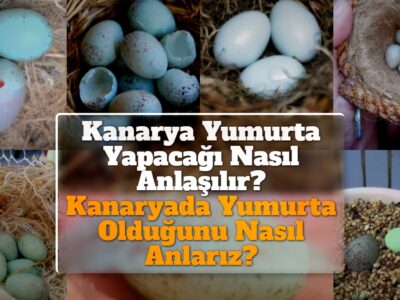 Kanarya Yumurta Yapacağı Nasıl Anlaşılır? Kanaryada Yumurta Olduğunu Nasıl Anlarız?