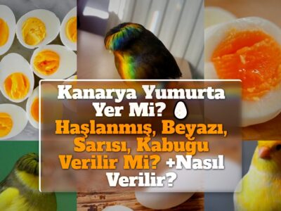 Kanarya Yumurta Yer Mi? Haşlanmış, Beyazı, Sarısı, Kabuğu Verilir Mi? +Nasıl Verilir?