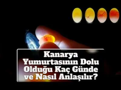 Kanarya Yumurtasının Dolu Olduğu Kaç Günde ve Nasıl Anlaşılır?