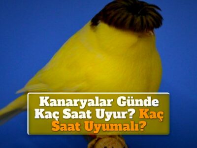 Kanaryalar Günde Kaç Saat Uyur? Kaç Saat Uyumalı?