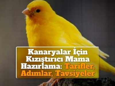 Kanaryalar İçin Kızıştırıcı Mama Hazırlama: Tarifler, Adımlar, Tavsiyeler