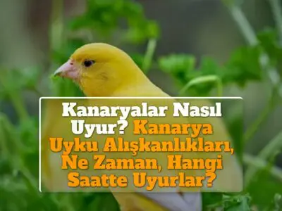 Kanaryalar Nasıl Uyur? Kanarya Uyku Alışkanlıkları, Ne Zaman, Hangi Saatte Uyurlar?