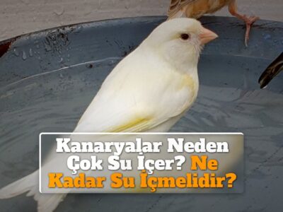 Kanaryalar Neden Çok Su İçer? Ne Kadar Su İçmelidir?