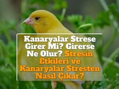 Kanaryalar Strese Girer Mi? Girerse Ne Olur? Stresin Etkileri ve Kanaryalar Stresten Nasıl Çıkar?