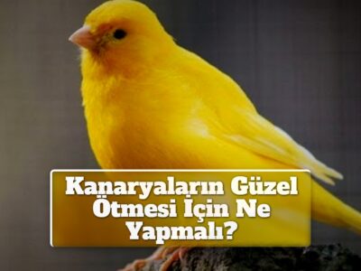 Kanaryaların Güzel Ötmesi İçin Ne Yapmalı?