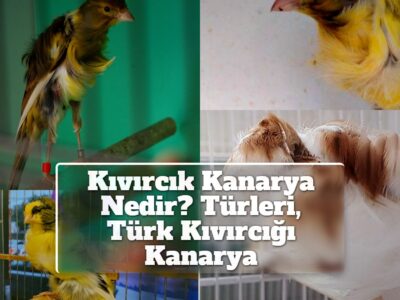 Kıvırcık Kanarya Nedir? Türleri, Türk Kıvırcığı Kanarya