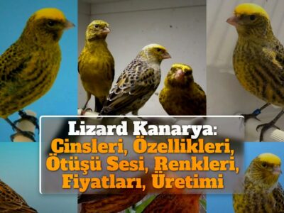 Lizard Kanarya: Cinsleri, Özellikleri, Ötüşü Sesi, Renkleri, Fiyatları, Üretimi