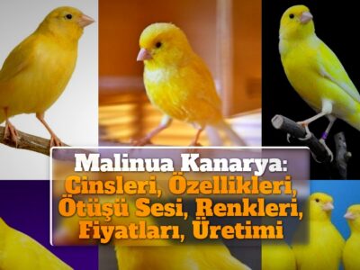 Malinua Kanarya: Cinsleri, Özellikleri, Ötüşü Sesi, Renkleri, Fiyatları, Üretimi