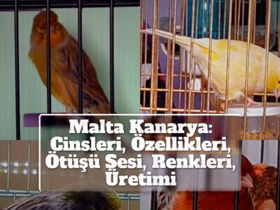 Malta Kanarya: Cinsleri, Özellikleri, Ötüşü Sesi, Renkleri, Üretimi