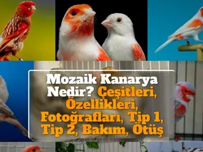 Mozaik Kanarya Nedir? Çeşitleri, Özellikleri, Fotoğrafları, Tip 1, Tip 2, Bakım, Ötüş