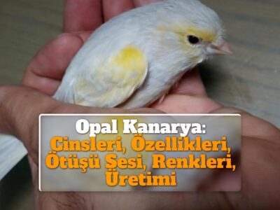 Opal Kanarya: Cinsleri, Özellikleri, Ötüşü Sesi, Renkleri, Üretimi