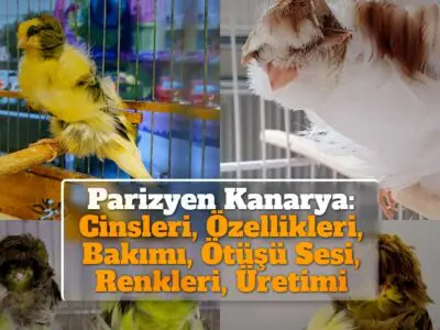 Parizyen Kanarya: Cinsleri, Özellikleri, Bakımı, Ötüşü Sesi, Renkleri, Üretimi