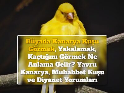 Rüyada Kanarya Kuşu Görmek, Yakalamak, Kaçtığını Görmek Ne Anlama Gelir? Yavru Kanarya, Muhabbet Kuşu ve Diyanet Yorumları