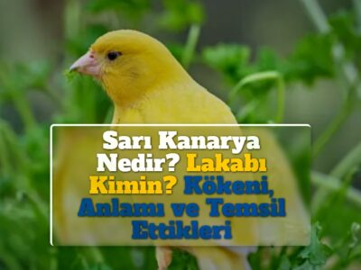 Sarı Kanarya Nedir? Lakabı Kimin? Kökeni, Anlamı ve Temsil Ettikleri