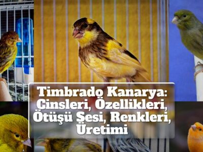 Timbrado Kanarya: Cinsleri, Özellikleri, Ötüşü Sesi, Renkleri, Üretimi