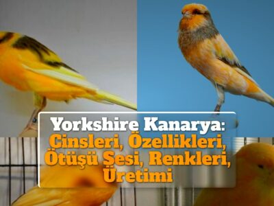 Yorkshire Kanarya: Cinsleri, Özellikleri, Ötüşü Sesi, Renkleri, Üretimi