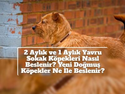 2 Aylık ve 1 Aylık Yavru Sokak Köpekleri Nasıl Beslenir? Yeni Doğmuş Köpekler Ne İle Beslenir?