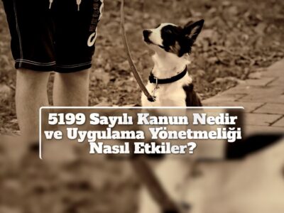 5199 Sayılı Kanun Nedir ve Uygulama Yönetmeliği Nasıl Etkiler?