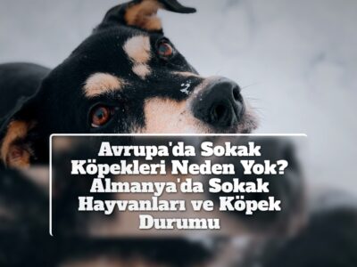 Avrupa'da Sokak Köpekleri Neden Yok? Almanya'da Sokak Hayvanları ve Köpek Durumu