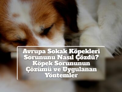 Avrupa Sokak Köpekleri Sorununu Nasıl Çözdü? Köpek Sorununun Çözümü ve Uygulanan Yöntemler