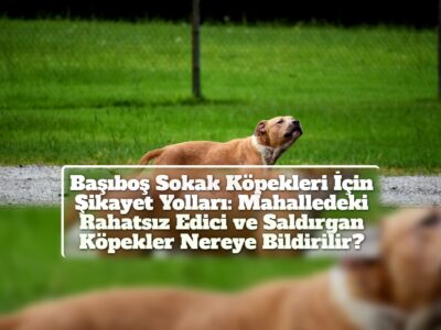 Başıboş Sokak Köpekleri İçin Şikayet Yolları: Mahalledeki Rahatsız Edici ve Saldırgan Köpekler Nereye Bildirilir?