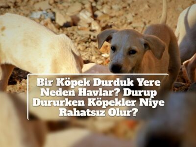 Bir Köpek Durduk Yere Neden Havlar? Durup Dururken Köpekler Niye Rahatsız Olur?