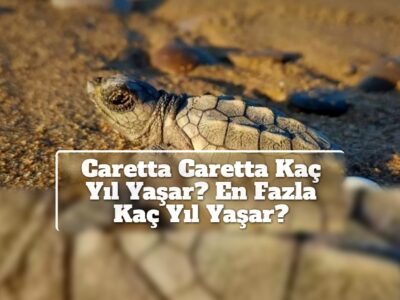 Caretta Caretta Kaç Yıl Yaşar? En Fazla Kaç Yıl Yaşar?