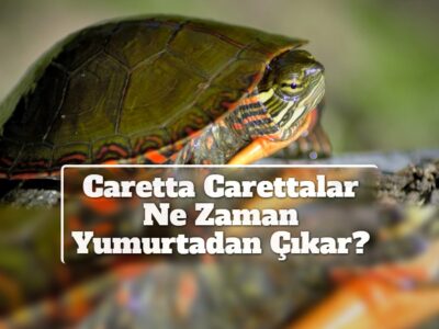 Caretta Carettalar Ne Zaman Yumurtadan Çıkar?