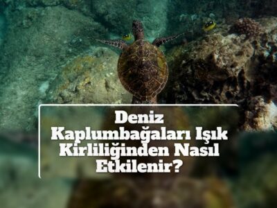 Deniz Kaplumbağaları Işık Kirliliğinden Nasıl Etkilenir?