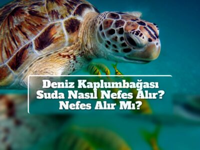 Deniz Kaplumbağası Suda Nasıl Nefes Alır? Nefes Alır Mı?