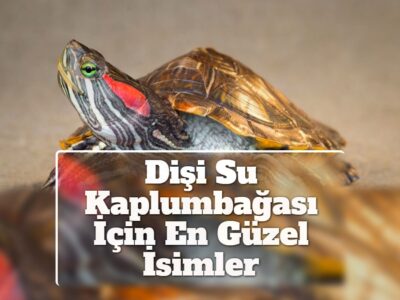 Dişi Su Kaplumbağası İçin En Güzel İsimler
