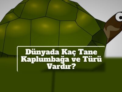 Dünyada Kaç Tane Kaplumbağa ve Türü Vardır?