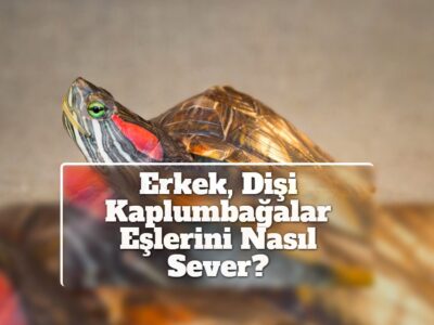 Erkek, Dişi Kaplumbağalar Eşlerini Nasıl Sever?