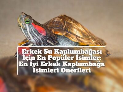 Erkek Su Kaplumbağası İçin En Popüler İsimler: En İyi Erkek Kaplumbağa İsimleri Önerileri