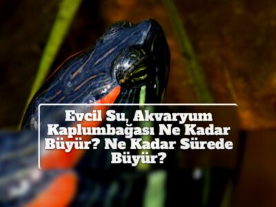 Evcil Su, Akvaryum Kaplumbağası Ne Kadar Büyür? Ne Kadar Sürede Büyür?