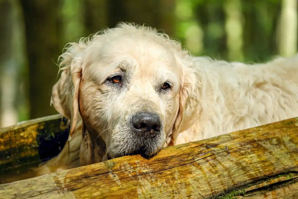 Evde Golden Retriever Beslemek Günah mı? Dini Perspektiften Bakış