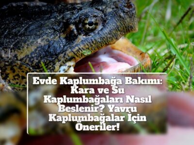 Evde Kaplumbağa Bakımı: Kara ve Su Kaplumbağaları Nasıl Beslenir? Yavru Kaplumbağalar İçin Öneriler!