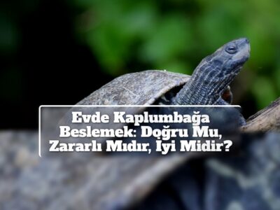 Evde Kaplumbağa Beslemek: Doğru Mu, Zararlı Mıdır, İyi Midir?