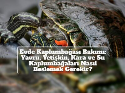 Evde Kaplumbağası Bakımı: Yavru, Yetişkin, Kara ve Su Kaplumbağaları Nasıl Beslemek Gerekir?