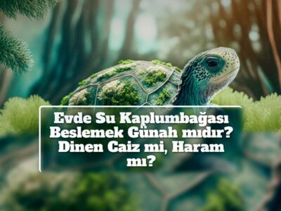 Evde Su Kaplumbağası Beslemek Günah mıdır? Dinen Caiz mi, Haram mı?