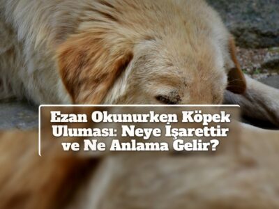 Ezan Okunurken Köpek Uluması: Neye İşarettir ve Ne Anlama Gelir?