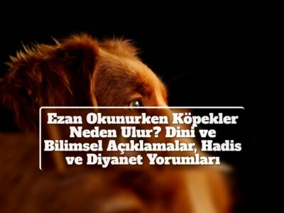 Ezan Okunurken Köpekler Neden Ulur? Dini ve Bilimsel Açıklamalar, Hadis ve Diyanet Yorumları