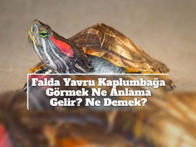 Falda Yavru Kaplumbağa Görmek Ne Anlama Gelir? Ne Demek?