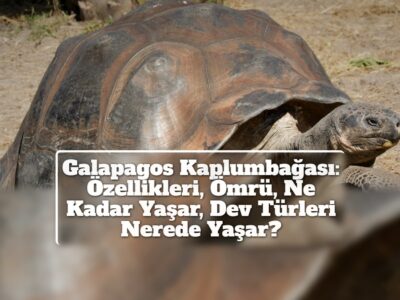 Galapagos Kaplumbağası: Özellikleri, Ömrü, Ne Kadar Yaşar, Dev Türleri Nerede Yaşar?