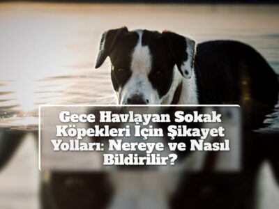 Gece Havlayan Sokak Köpekleri İçin Şikayet Yolları: Nereye ve Nasıl Bildirilir?