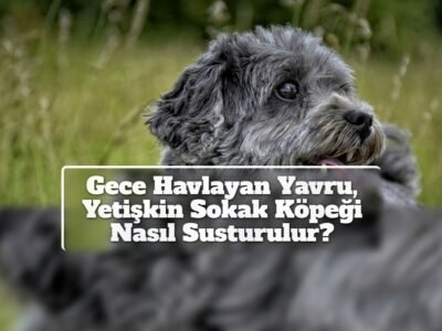 Gece Havlayan Yavru, Yetişkin Sokak Köpeği Nasıl Susturulur?