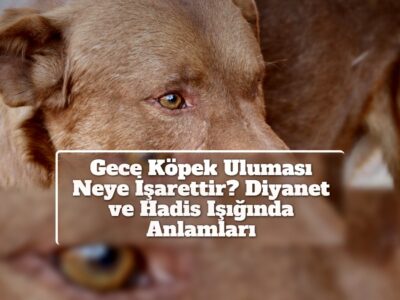 Gece Köpek Uluması Neye İşarettir? Diyanet ve Hadis Işığında Anlamları